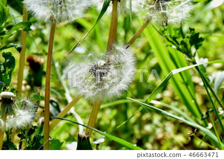 開花在三鷹中原的蒲公英的冠頭髮 46663471