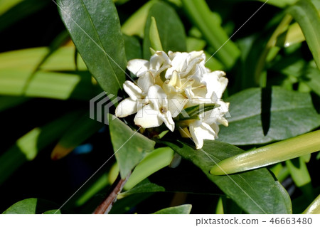 在三鷹中原開花的白色Jinchoge 在三鷹中原開花的白色Jinchoge 46663480