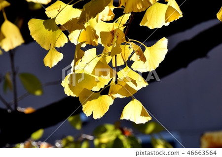 Yellow leaves of Miho Sengawa Park yellow leaves of Ginkgo 46663564