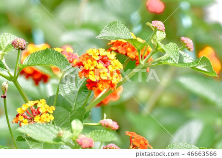 Lantana blooming in Mitaka Nakahara 46663566