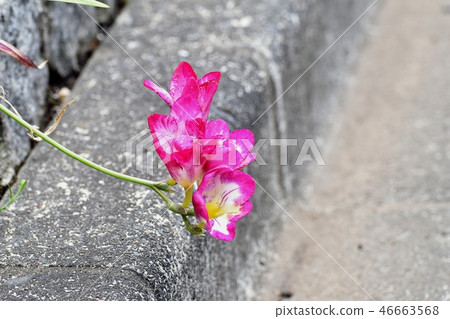 Red freesia blooming in Mitaka Nakahara 46663568
