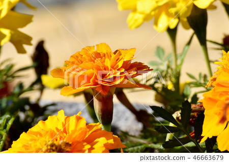 Orange Marigold Blooming in Mitaka Sengawa Park Orange Marigold Blooming in Mitaka Sengawa Park 46663679