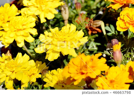 黃色萬壽菊盛開在三鷹森川公園 46663798