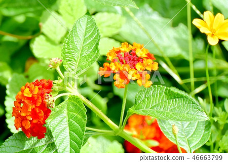 在三鷹中原盛開的馬纓丹 46663799