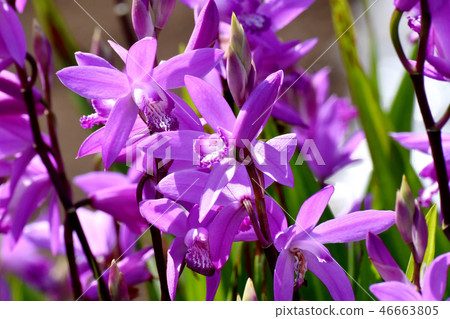 Silane blooming in Mitaka Nakahara (purple orchid) 46663805