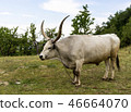 White Buffalo with long horns. 46664070