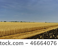 Yellow grain ready for harvest growing in a farm field 46664076