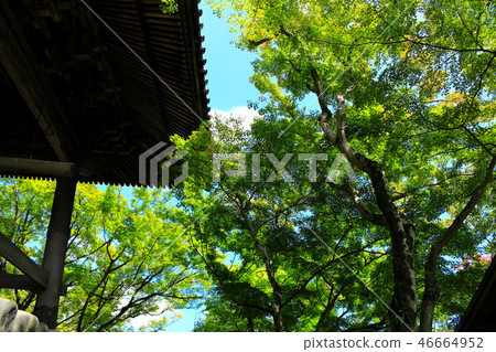 Shuzenji Temple in summer Shuzenji Temple in summer 46664952