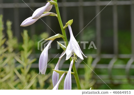 Giboshi盛開在三鷹中原 Giboshi盛開在三鷹中原 46664953