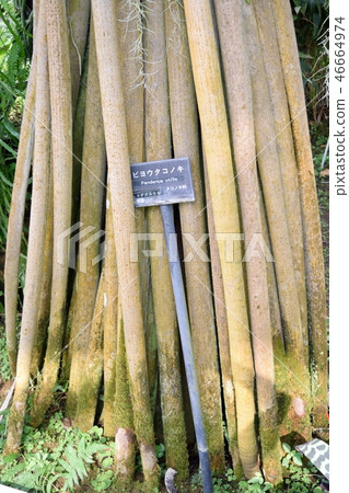 The root of Biwako The root of Biwako 46664974
