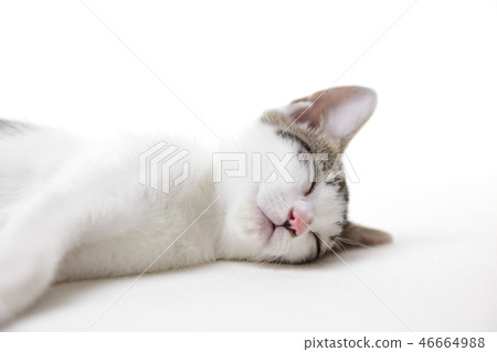睡覺的小貓 睡覺的小貓 46664988