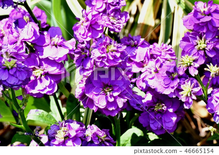 開花在三鷹中原的紫色股票 開花在三鷹中原的紫色股票 46665154