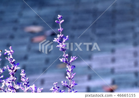 藍色丹參在三鷹森川公園 藍色丹參在三鷹森川公園 46665155
