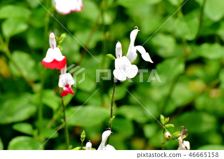 開花在三鷹中原的Salvia microfilla 開花在三鷹中原的Salvia microfilla 46665158