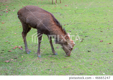 奈良公園的鹿 46665247