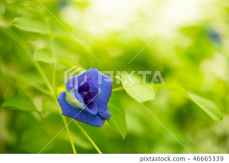 Blue butterfly pea flowers tree plant 46665339