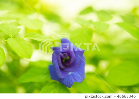 Blue butterfly pea flowers tree plant Blue butterfly pea flowers tree plant 46665340