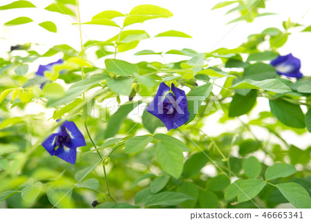 Blue butterfly pea flowers Blue butterfly pea flowers 46665341