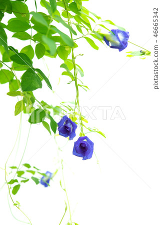 Blue butterfly pea flowers tree plant Blue butterfly pea flowers tree plant 46665342