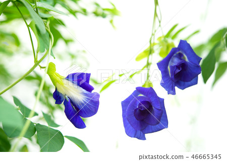 Blue butterfly pea flowers tree plant Blue butterfly pea flowers tree plant 46665345