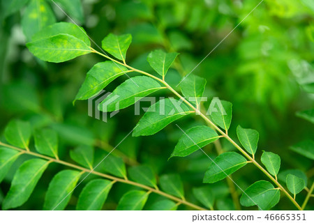 Curry leaves tree plant Curry leaves tree plant 46665351
