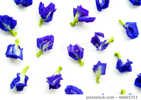 Blue butterfly pea flowers Blue butterfly pea flowers 46665353