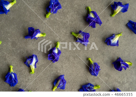 Blue butterfly pea flowers 46665355
