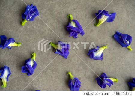 Blue butterfly pea flowers 46665356
