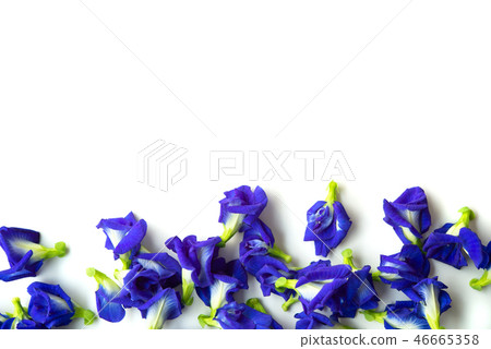 Blue butterfly pea flowers 46665358