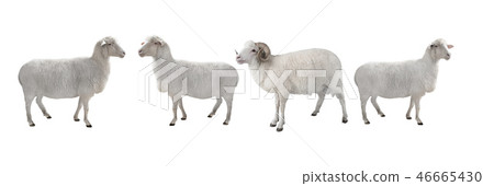 white ram and sheep isolated white ram and sheep isolated 46665430