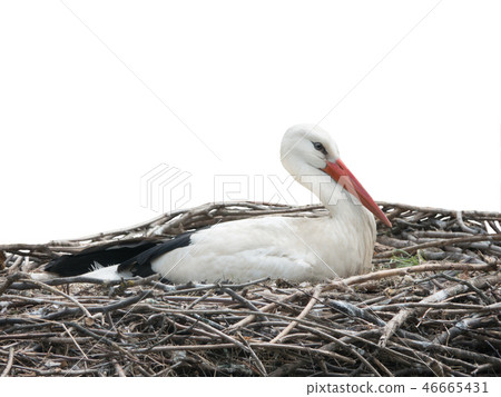 stork sitting on the nest isolated stork sitting on the nest isolated 46665431