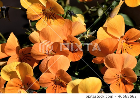 開花在中原，三鷹市的橙色中提琴 46665662