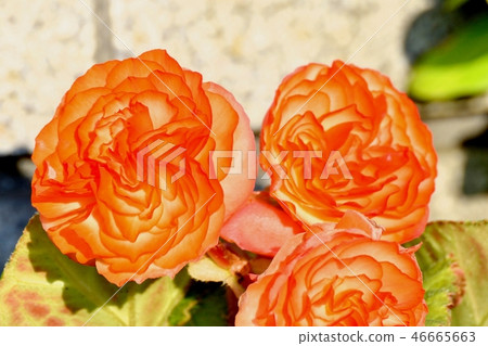 在三鷹中原開花的海棠 在三鷹中原開花的海棠 46665663