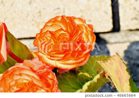 在三鷹中原開花的海棠 在三鷹中原開花的海棠 46665664