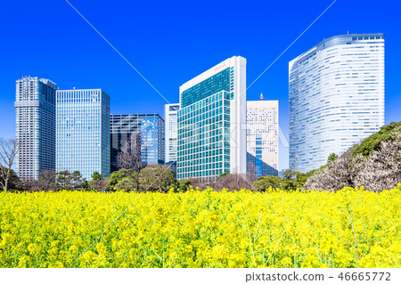 東京Hama Rikyu強姦開花和Shiodome摩天大樓 46665772