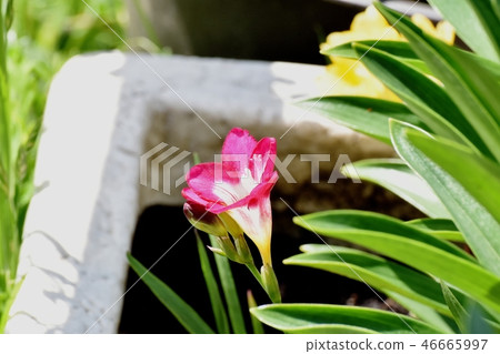 Pink freesia blooming in Mitaka Nakahara 46665997