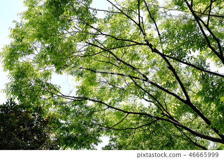 Trees in Mitaka Sengawa Park 46665999