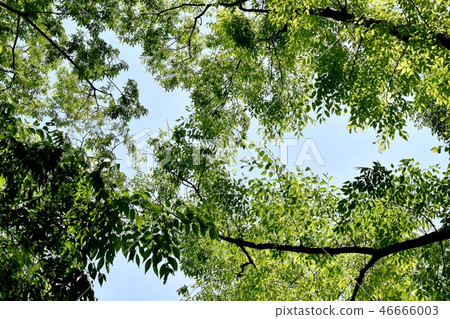 三鷹森川公園的樹木 三鷹森川公園的樹木 46666003