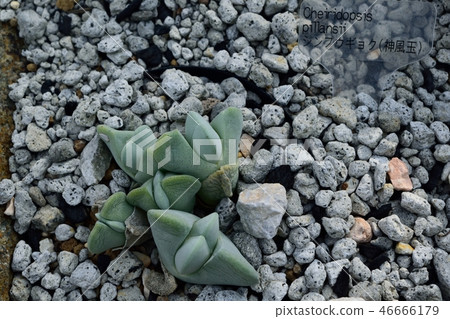 多汁植物Lithops Kamikabe Lithops 46666179