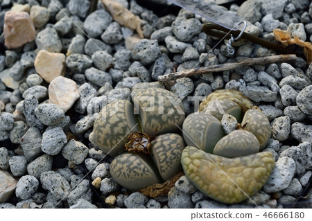 多肉植物Lithops繭形球Lithops 多肉植物Lithops繭形球Lithops 46666180