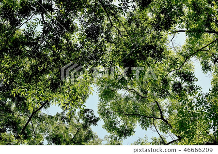 三鷹森川公園的樹木 三鷹森川公園的樹木 46666209
