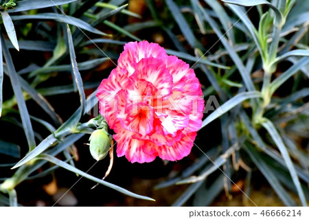 Pink carnation blooming in Mitaka Nakahara Pink carnation blooming in Mitaka Nakahara 46666214