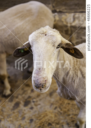 Sheep on an animal farm Sheep on an animal farm 46666225