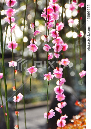 粉紅色的陰影梅花 46666463