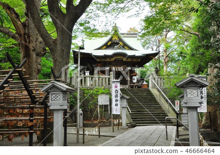 藤澤市區的城市風景和白骨神社的主要的大廳 46666464