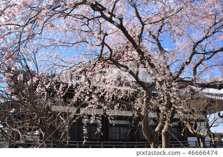 鎌倉本牧寺的櫻花和藍天 鎌倉本牧寺的櫻花和藍天 46666474