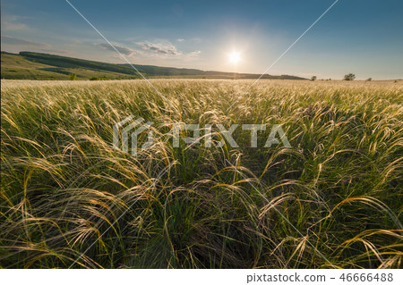 Landscape with feather grass Landscape with feather grass 46666488