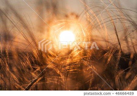 Feather grass and sun Feather grass and sun 46666489