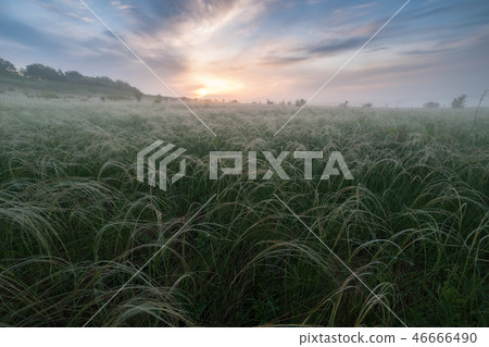 Feather grass in fog 46666490