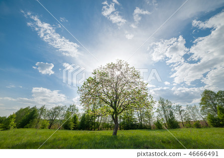 Landscape with green lonely tree on meadow Landscape with green lonely tree on meadow 46666491
